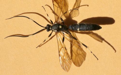 Réf. 267 548 : Patrocloides dubitatorius