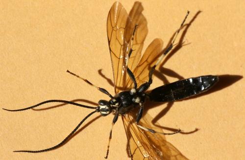 Réf. 267 549 : Patrocloides dubitatorius