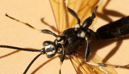 Réf. 267 550 : Patrocloides dubitatorius