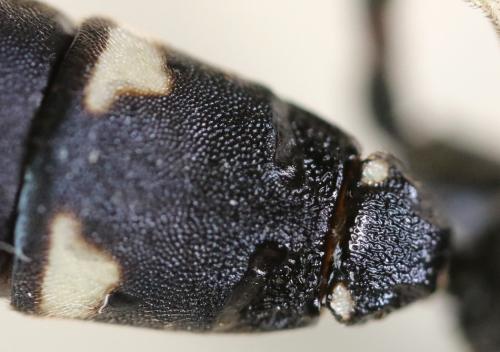 Patrocloides dubitatorius