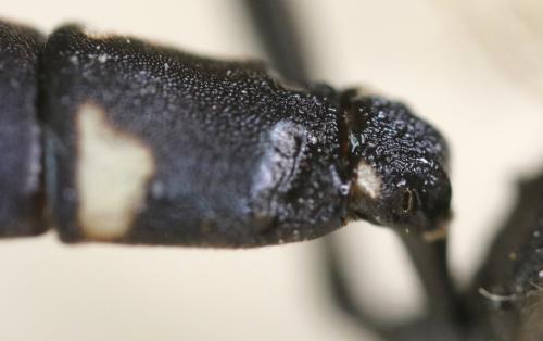 Réf. 267 650 : Patrocloides dubitatorius