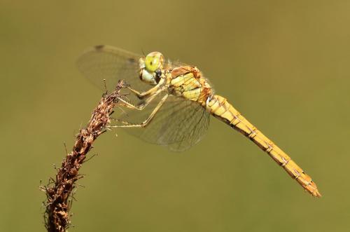 Réf. 267 760 : Sympetrum vulgatum