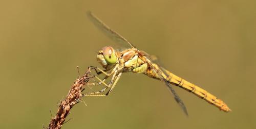 Réf. 267 764 : Sympetrum vulgatum