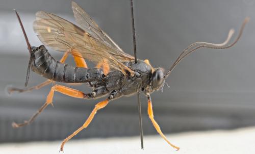 Réf. 267 799 : Pimpla rufipes