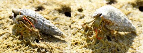 Réf. 267 904 : Clibanarius erythropus