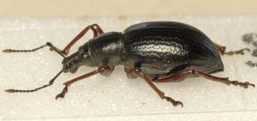 Réf. 267 213 : Otiorhynchus sp.