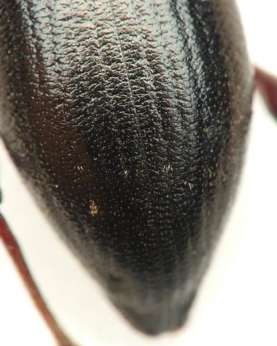 Otiorhynchus sp.