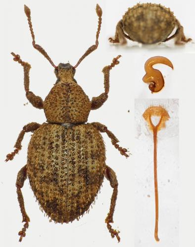 Otiorhynchus subcostatus