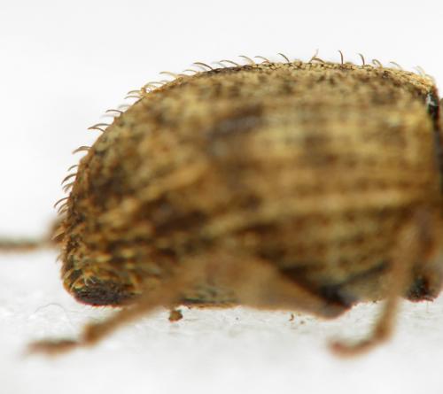 Otiorhynchus subcostatus