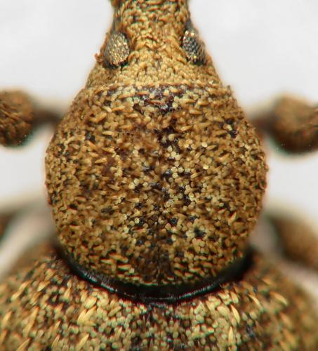 Otiorhynchus subcostatus