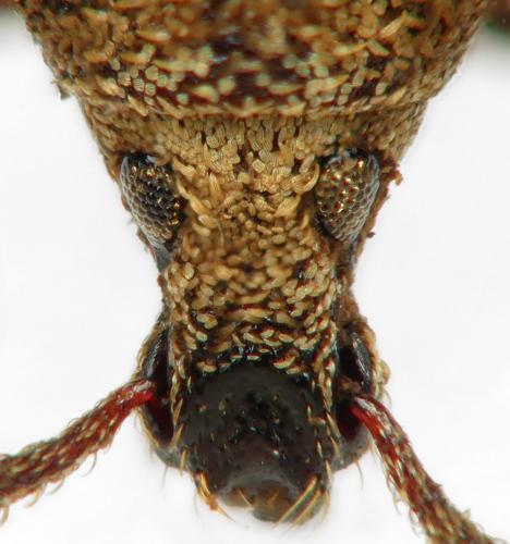 Réf. 267 772 : Otiorhynchus subcostatus
