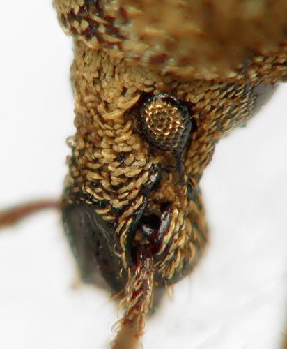 Otiorhynchus subcostatus