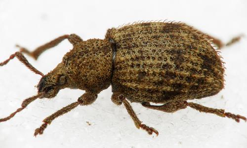 Otiorhynchus subcostatus