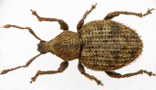 Otiorhynchus subcostatus