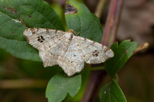 Réf. 267 088 : Macaria notata