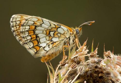 Melitaea sp.