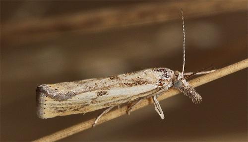Réf. 267 865 : Agriphila inquinatella