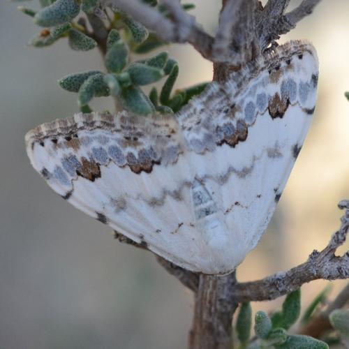 Réf. 267 267 : Scopula decorata
