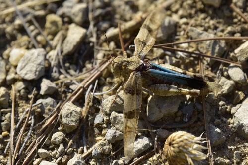 Oedipoda caerulescens caerulescens