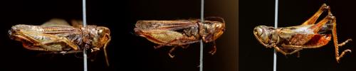 Réf. 267 867 : Omocestus haemorrhoidalis haemorrhoidalis