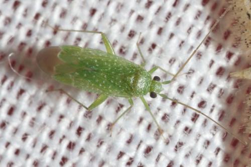 Orthotylus flavosparsus
