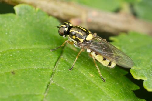 Oxycera pardalina
