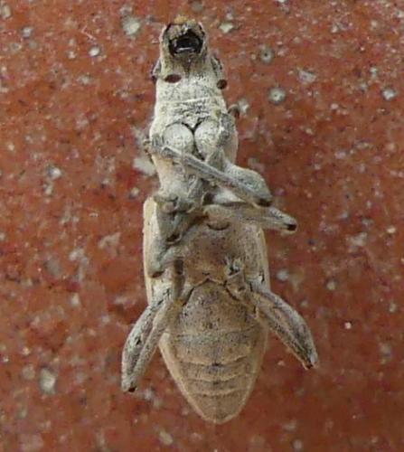 Réf. 267 433 : Charagmus sp.
