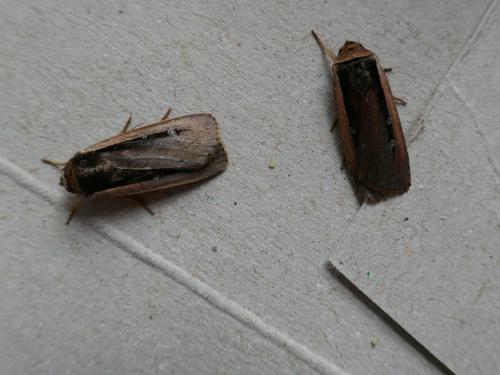 Ochropleura leucogaster