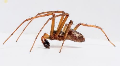 Réf. 267 166 : Philodromus sp.