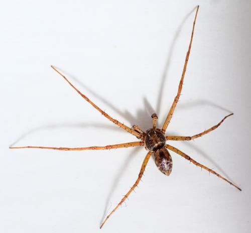 Réf. 267 165 : Philodromus sp.