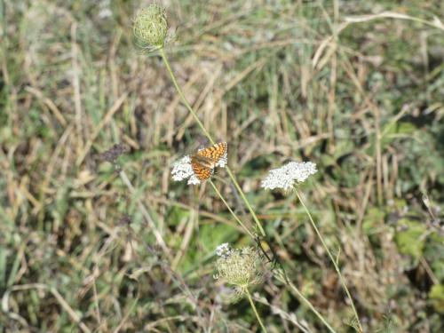 Melitaea sp.
