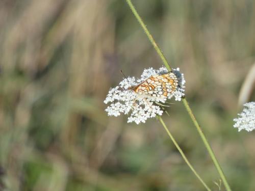 Melitaea sp.