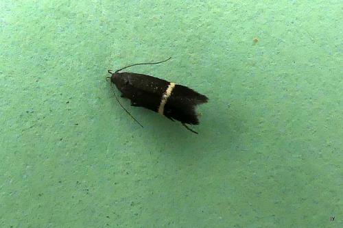 Réf. 267 129 : Syncopacma sp.
