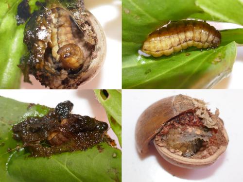 Ochropleura leucogaster