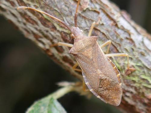 Réf. 267 873 : Gonocerus acuteangulatus