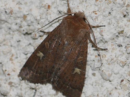 Réf. 267 690 : Xestia xanthographa