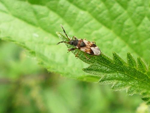 Réf. 267 092 : Scolopostethus sp.