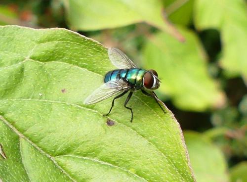 Réf. 267 153 : Chrysomya albiceps
