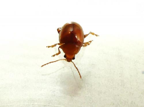 Réf. 267 200 : Sphaeroderma sp.