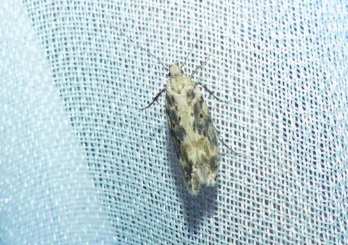 Réf. 267 465 : Scrobipalpa ocellatella