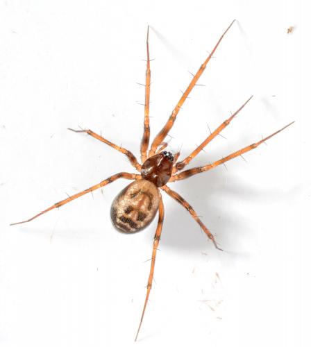 Réf. 267 838 : Lepthyphantes leprosus