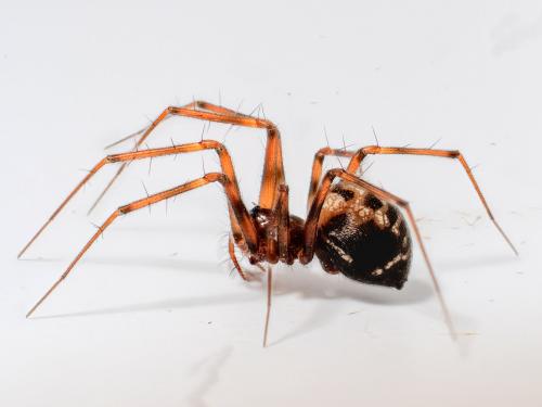 Réf. 267 839 : Lepthyphantes leprosus