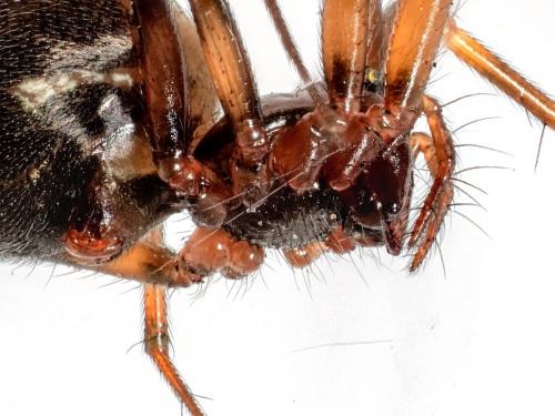 Réf. 267 840 : Lepthyphantes leprosus