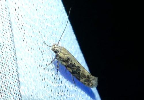 Réf. 267 466 : Scrobipalpa ocellatella