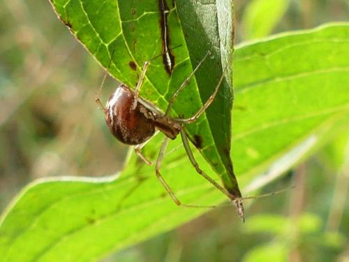 Réf. 267 813 : Linyphia triangularis