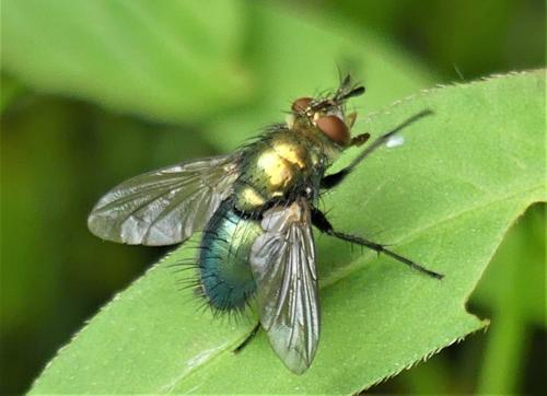 Réf. 267 254 : Chrysosomopsis aurata