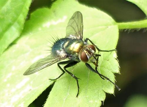 Chrysosomopsis aurata