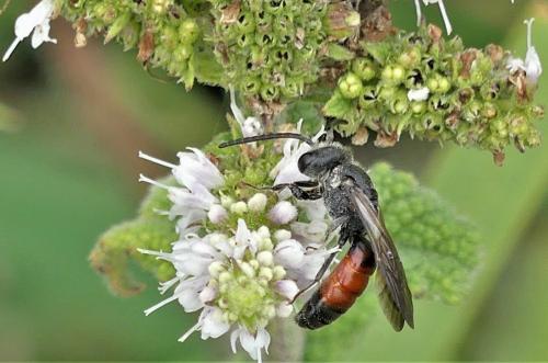 Réf. 267 282 : Sphecodes sp.