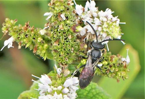 Sphecodes sp.