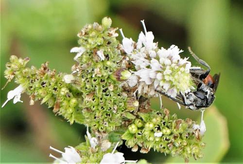 Sphecodes sp.